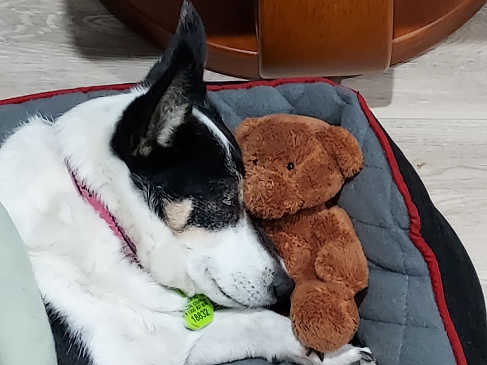 Cute Cuddy and beary